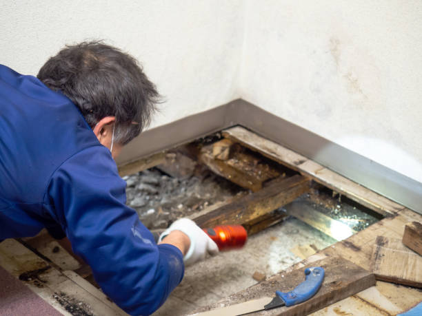 Best Local Mold Removal Service  in Frankfort Square, IL