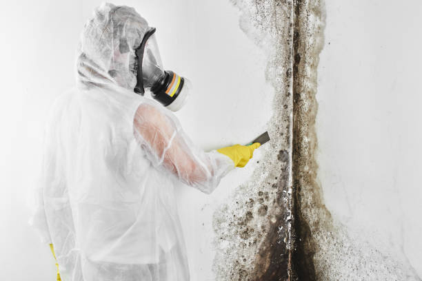 Best Professional Mold Removal  in Frankfort Square, IL