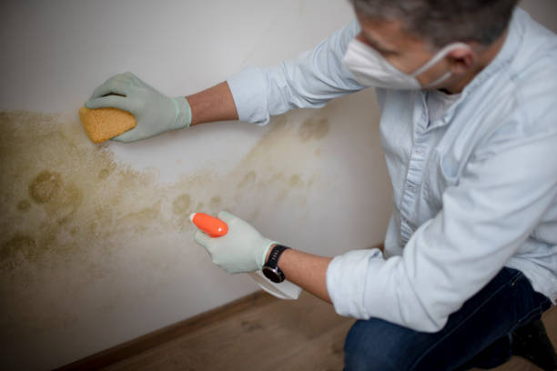Best Attic Mold Removal  in Frankfort Square, IL