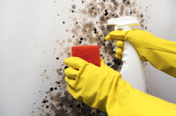 Best Emergency Mold Removal  in Frankfort Square, IL
