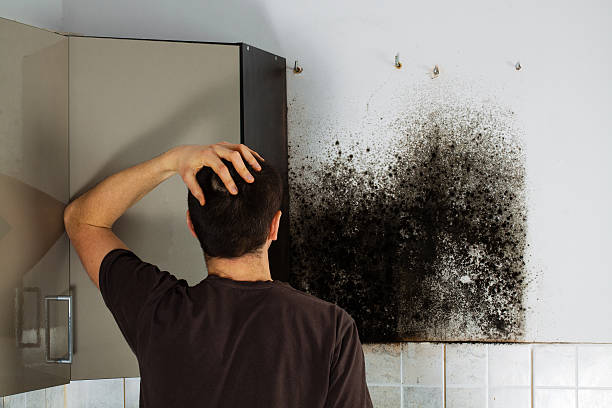 Best Mold Cleaning Services  in Frankfort Square, IL